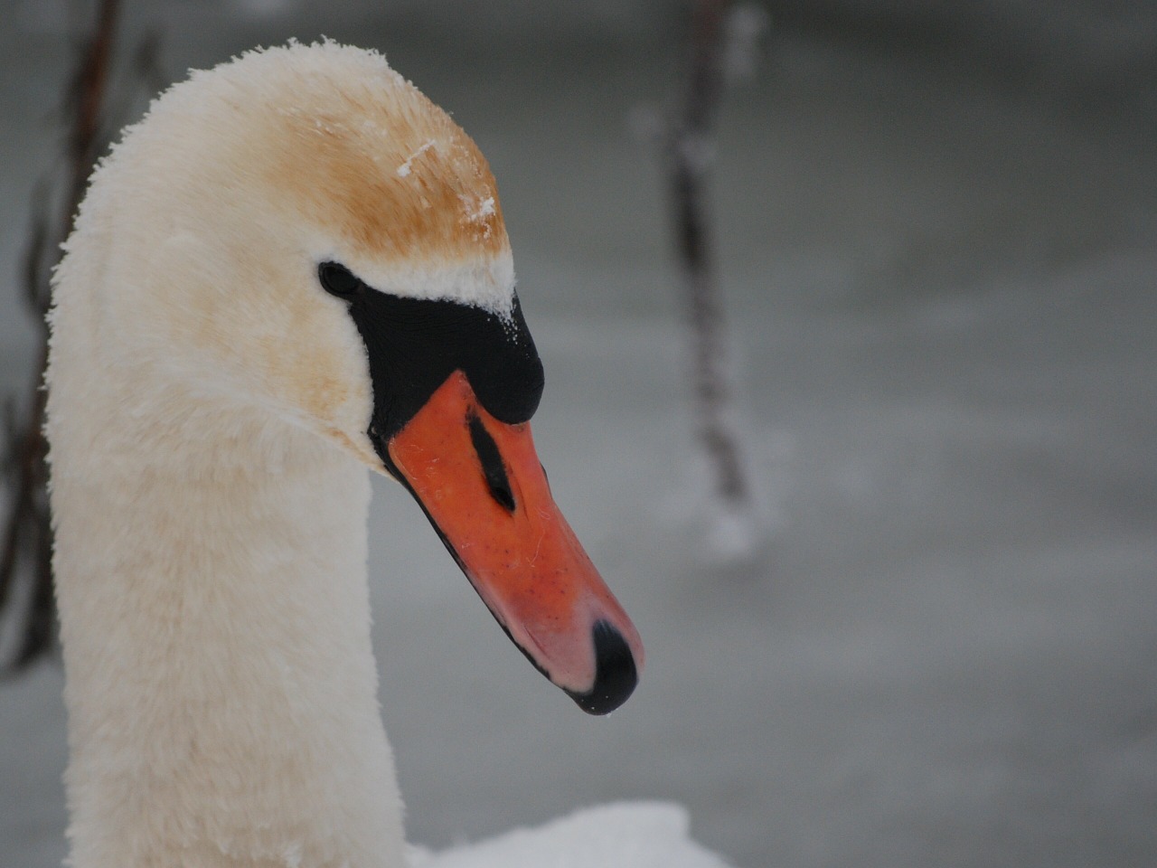 swan bird winter free photo