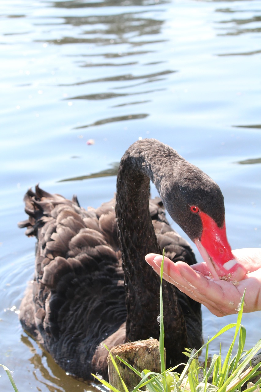 swan black feed free photo