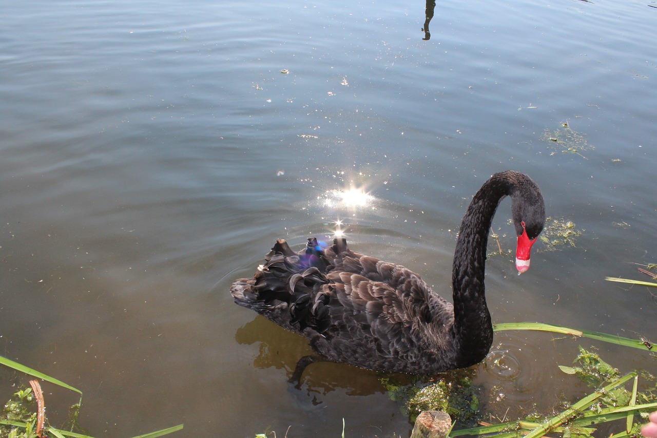 swan black lake free photo