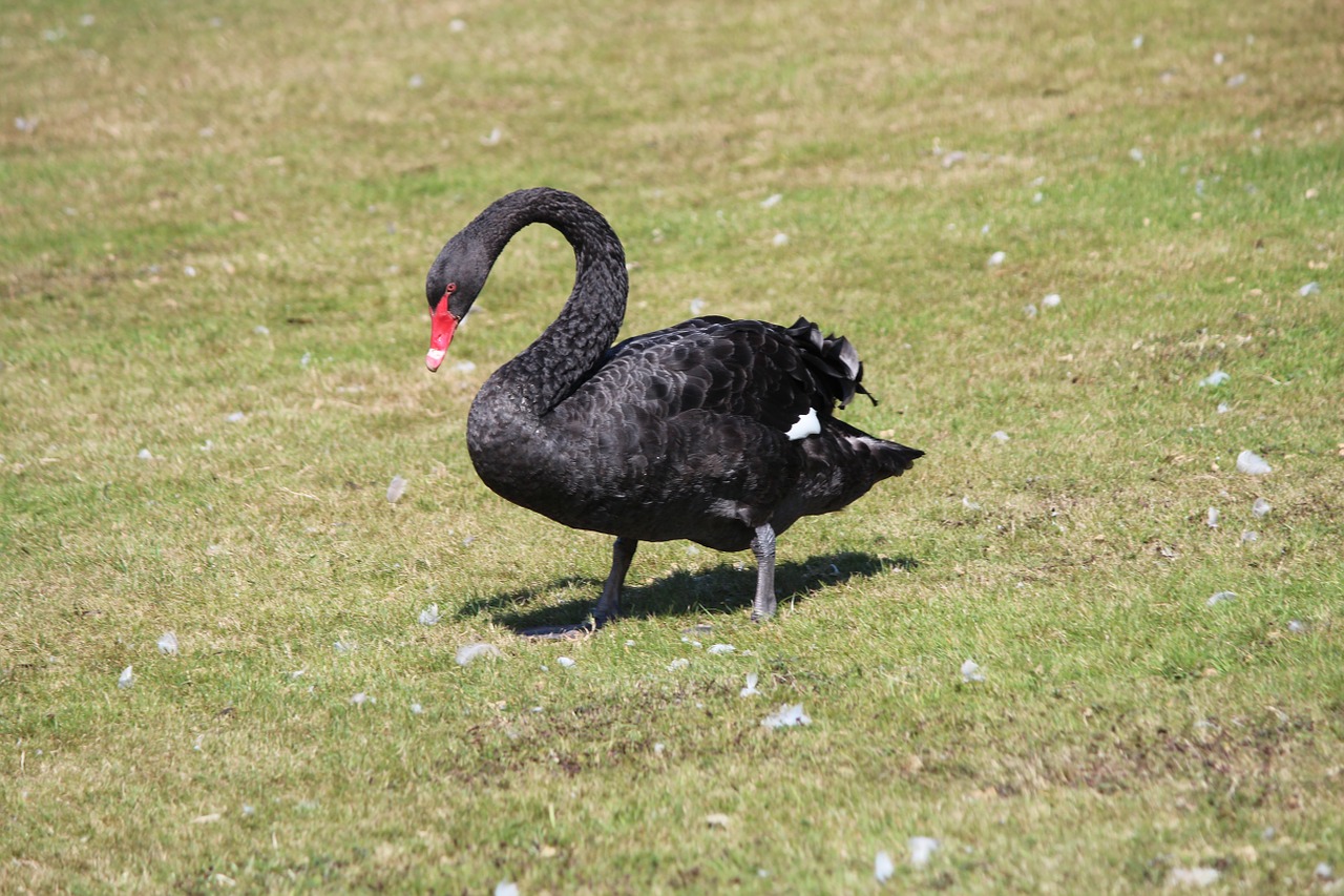 swan black meadow free photo