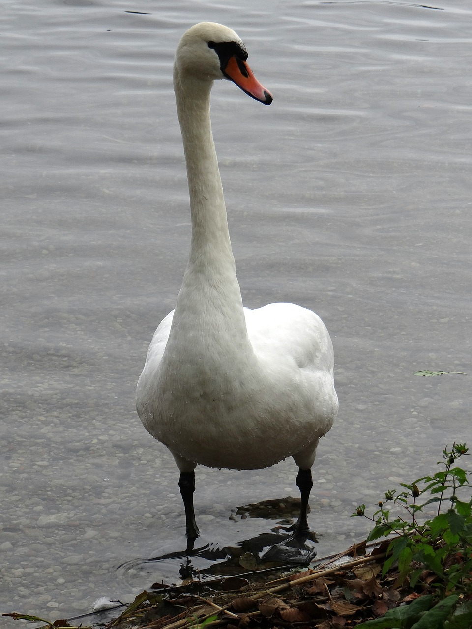 swan animals lake free photo