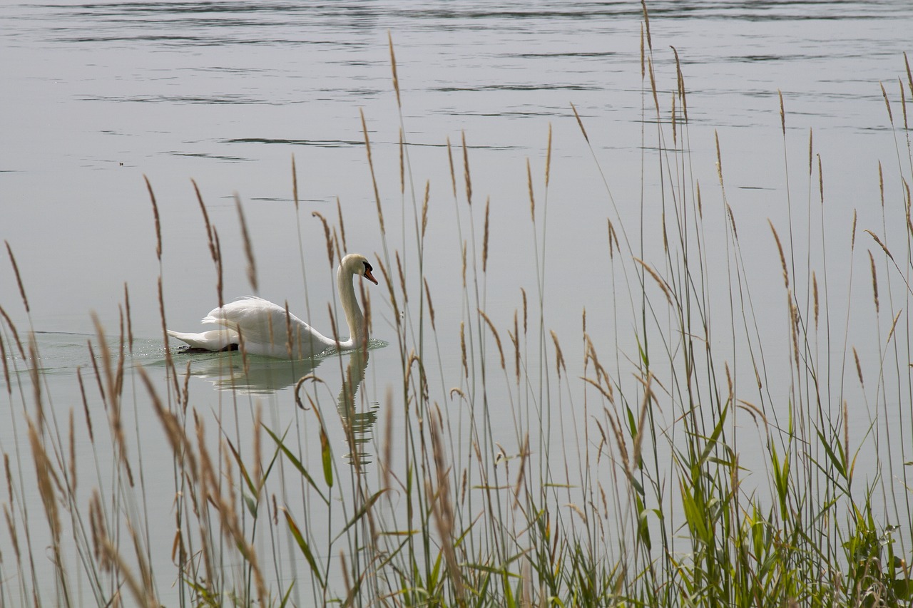 swan nature lake free photo