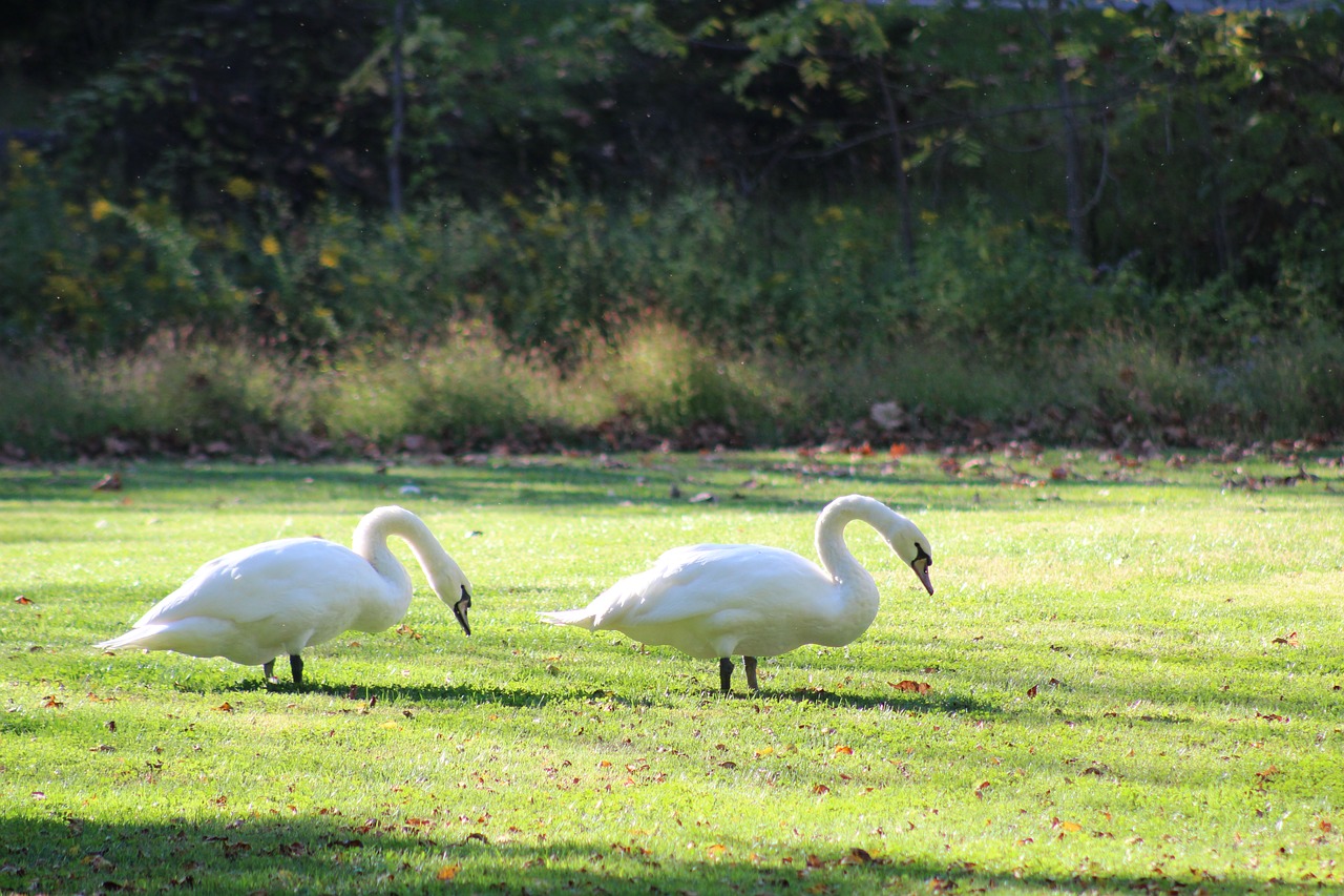 swan bird nature free photo