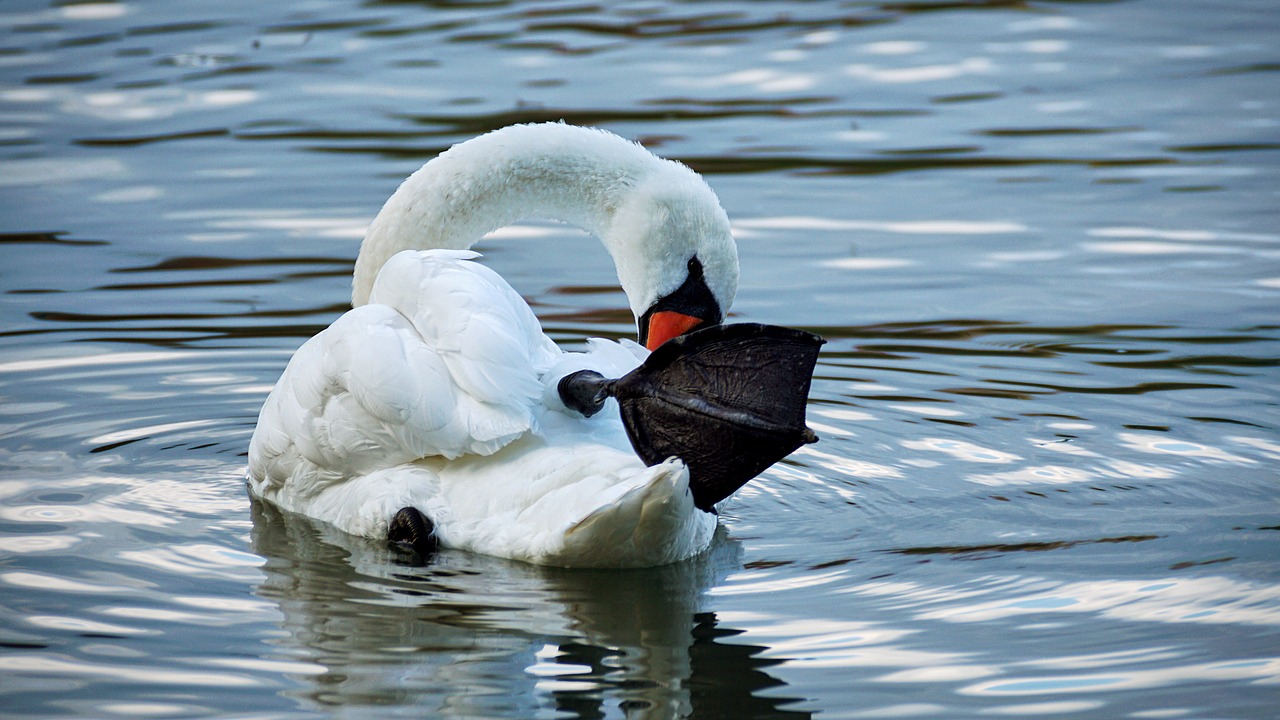 swan white swim free photo