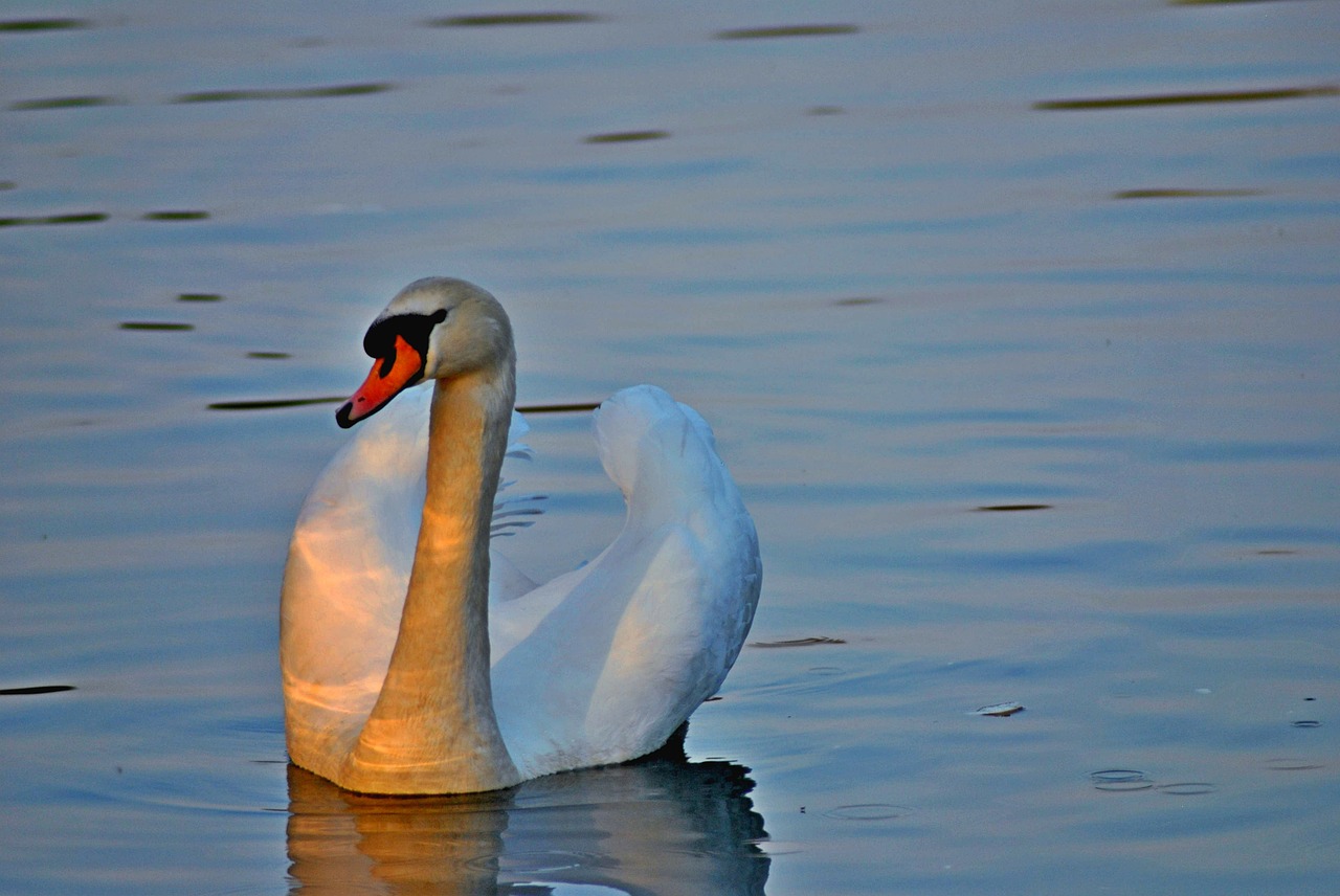 swan cygnus atratus bird free photo