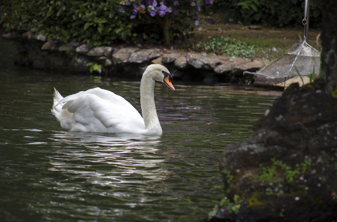 swan water bird free photo