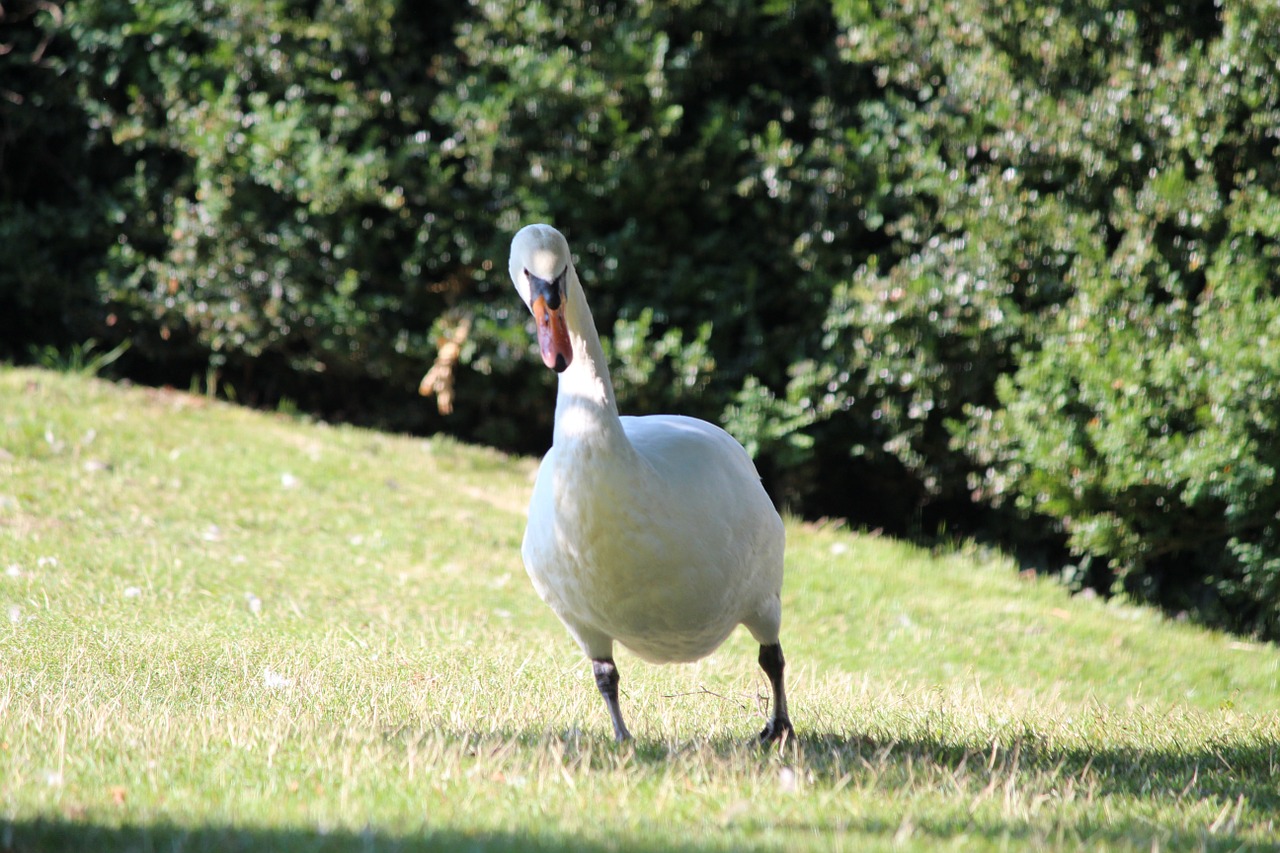 swan water bird bird free photo