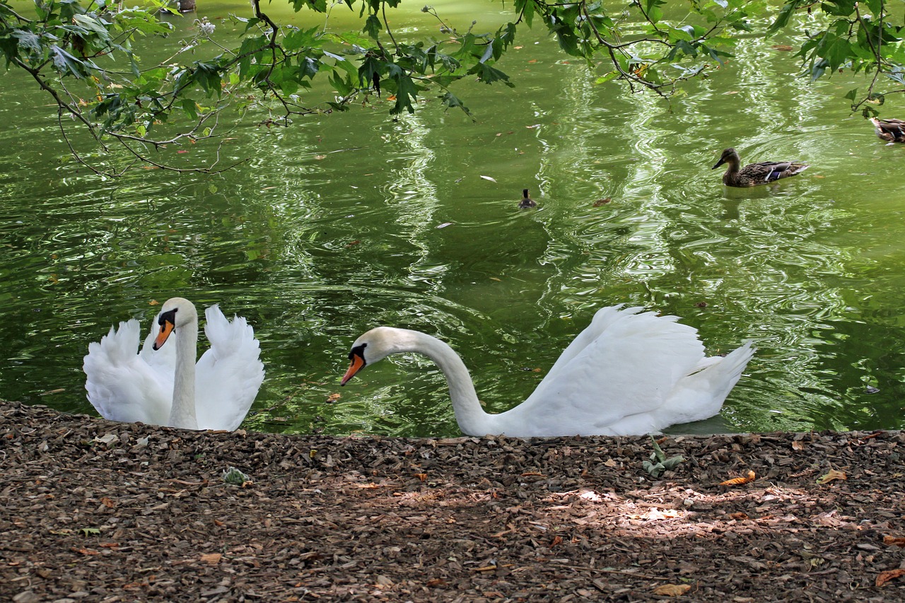 swan lake bird free photo