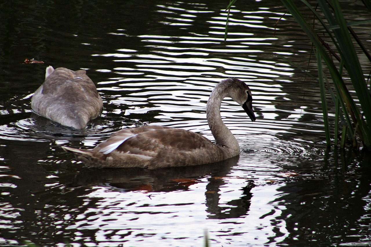 swan lake bird free photo