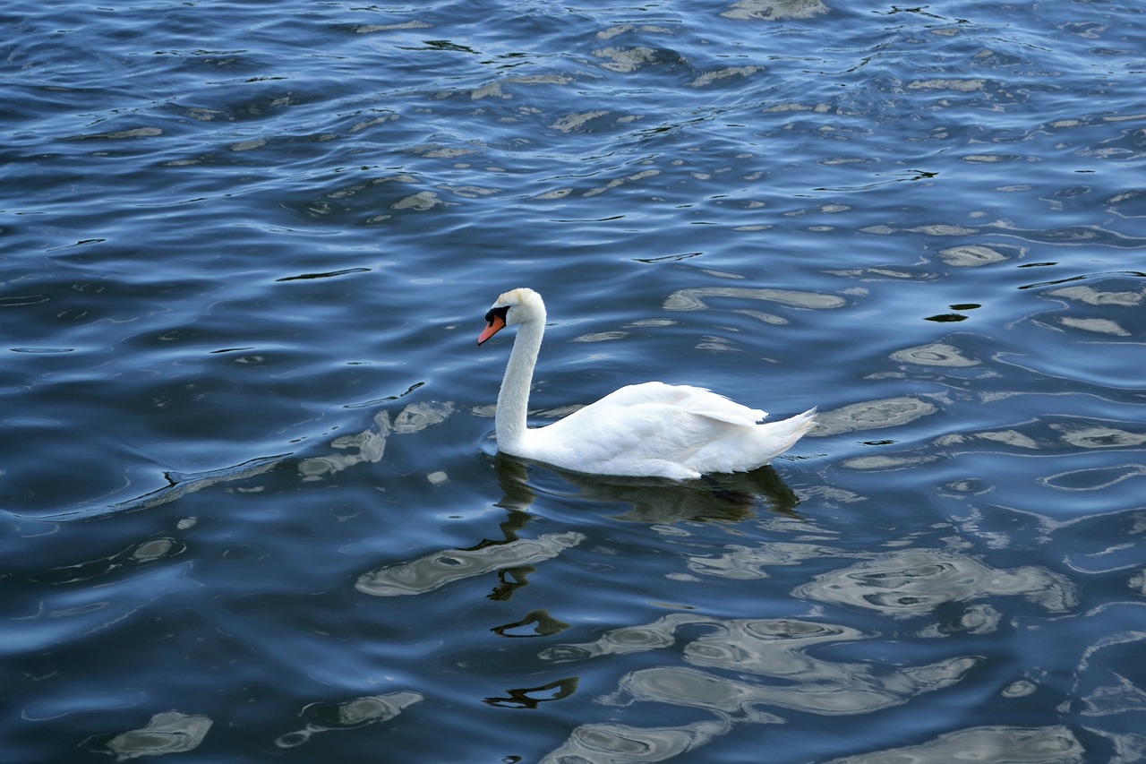 swan lake river free photo