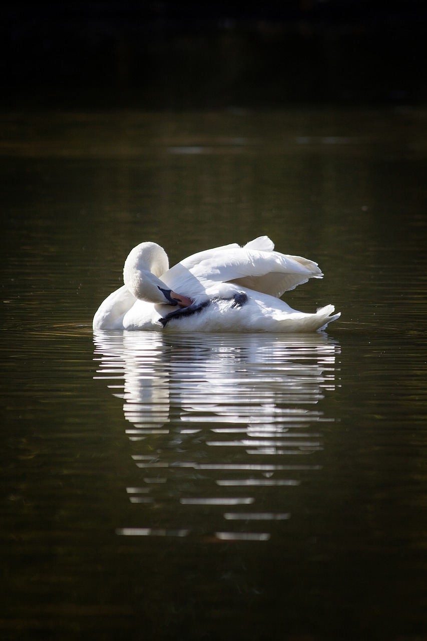 swan white lake free photo