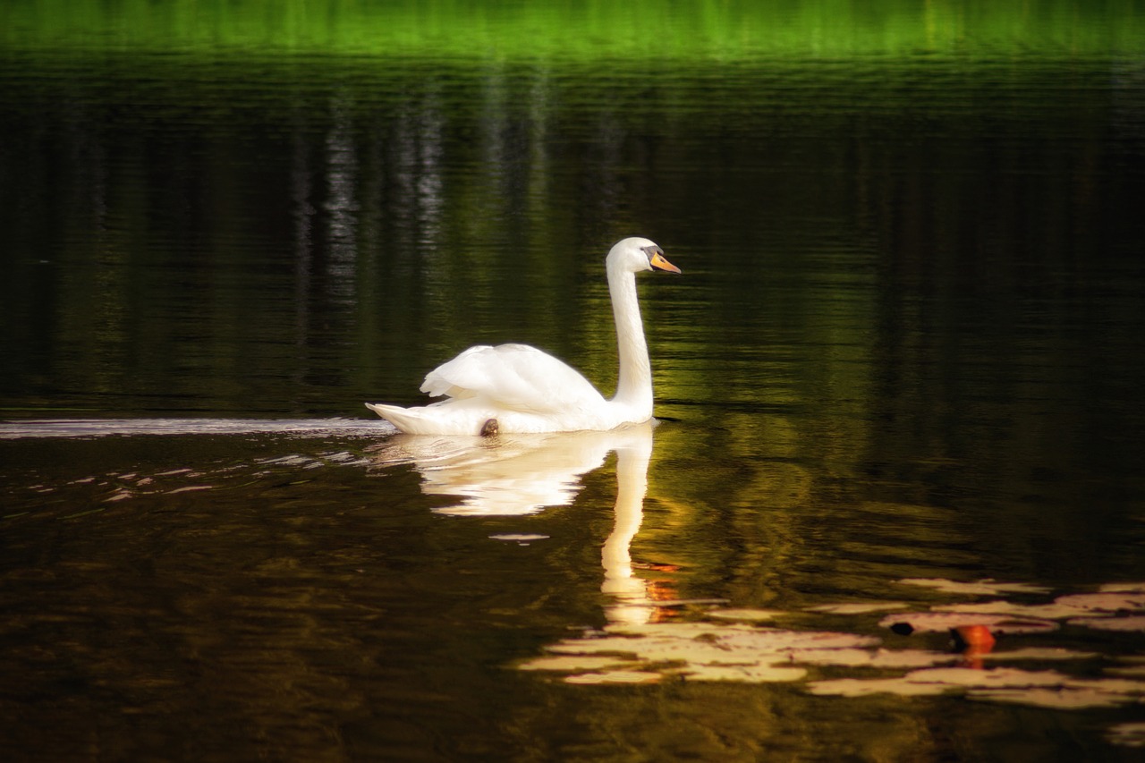 swan lake water free photo