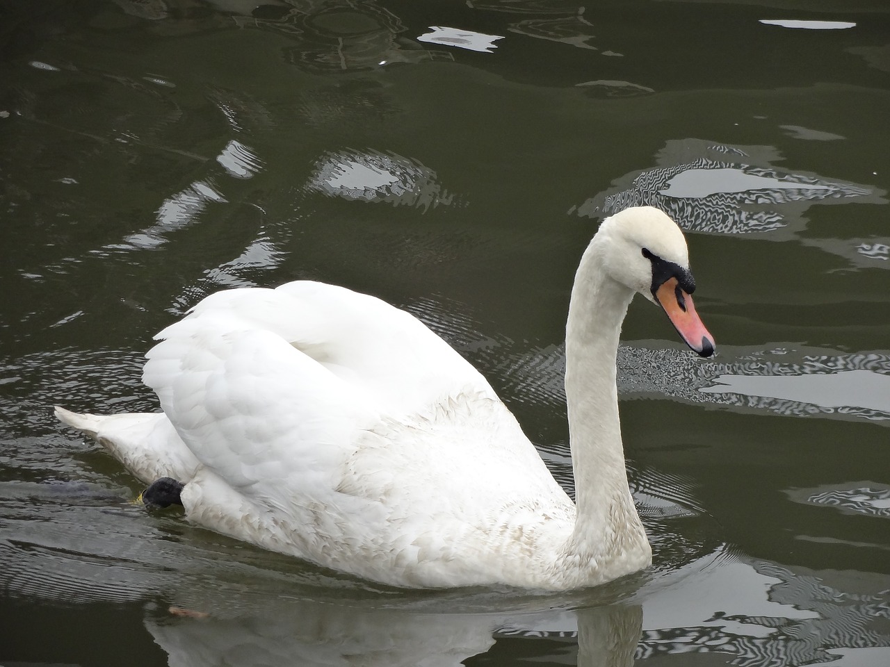 swan lake nature free photo