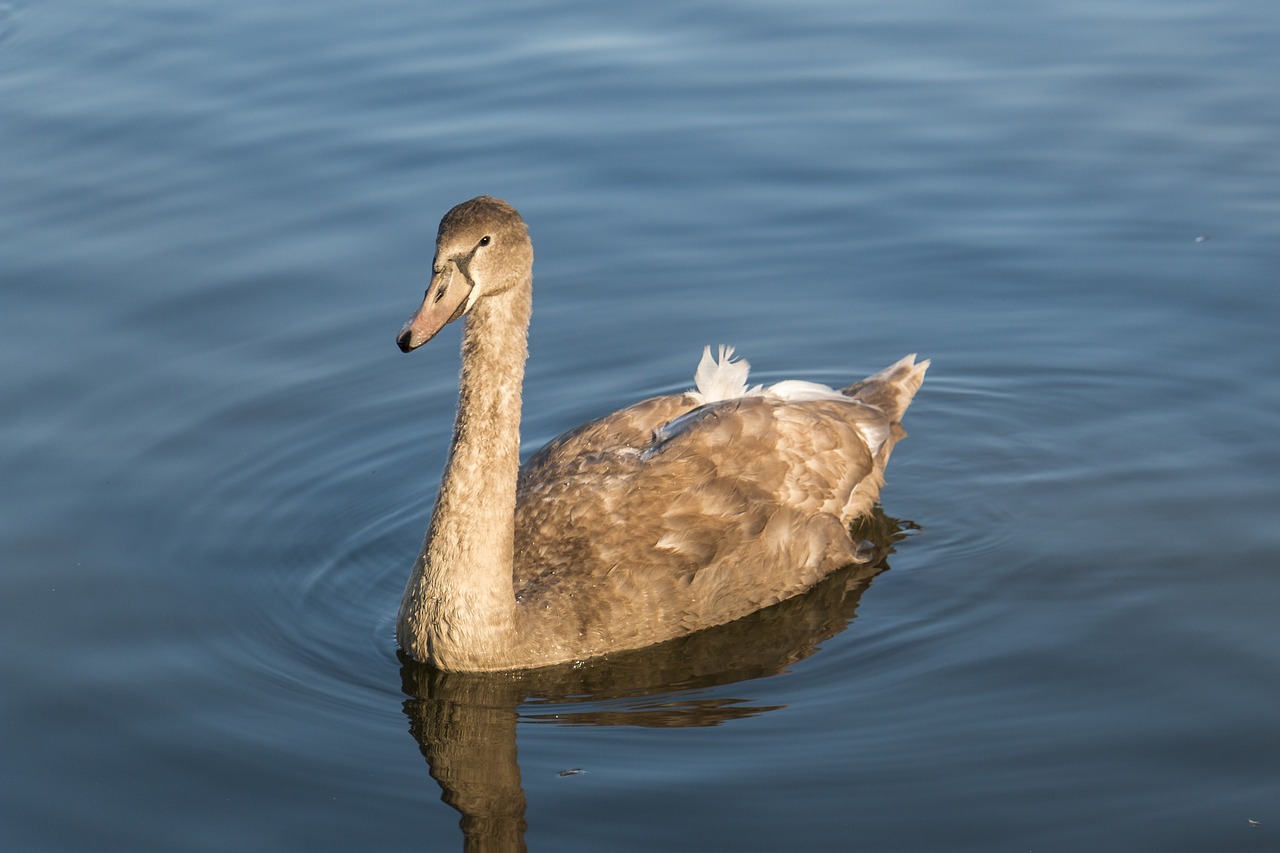 swan water animals free photo