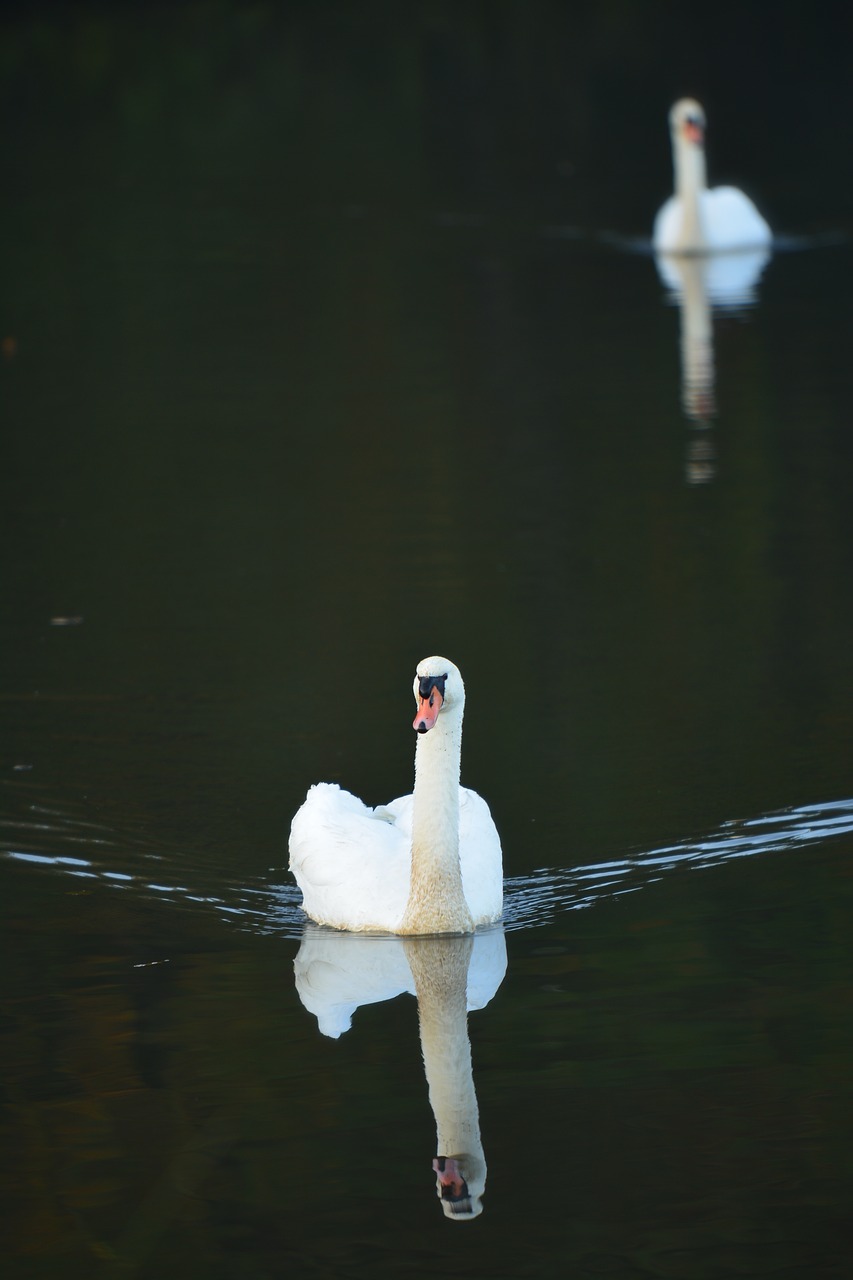 swan nature swans free photo