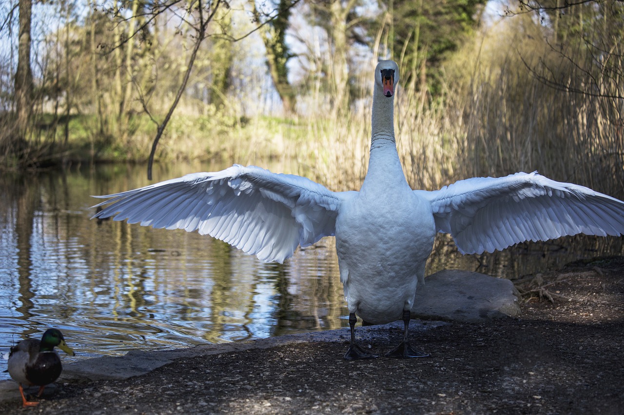 swan nature bird free photo