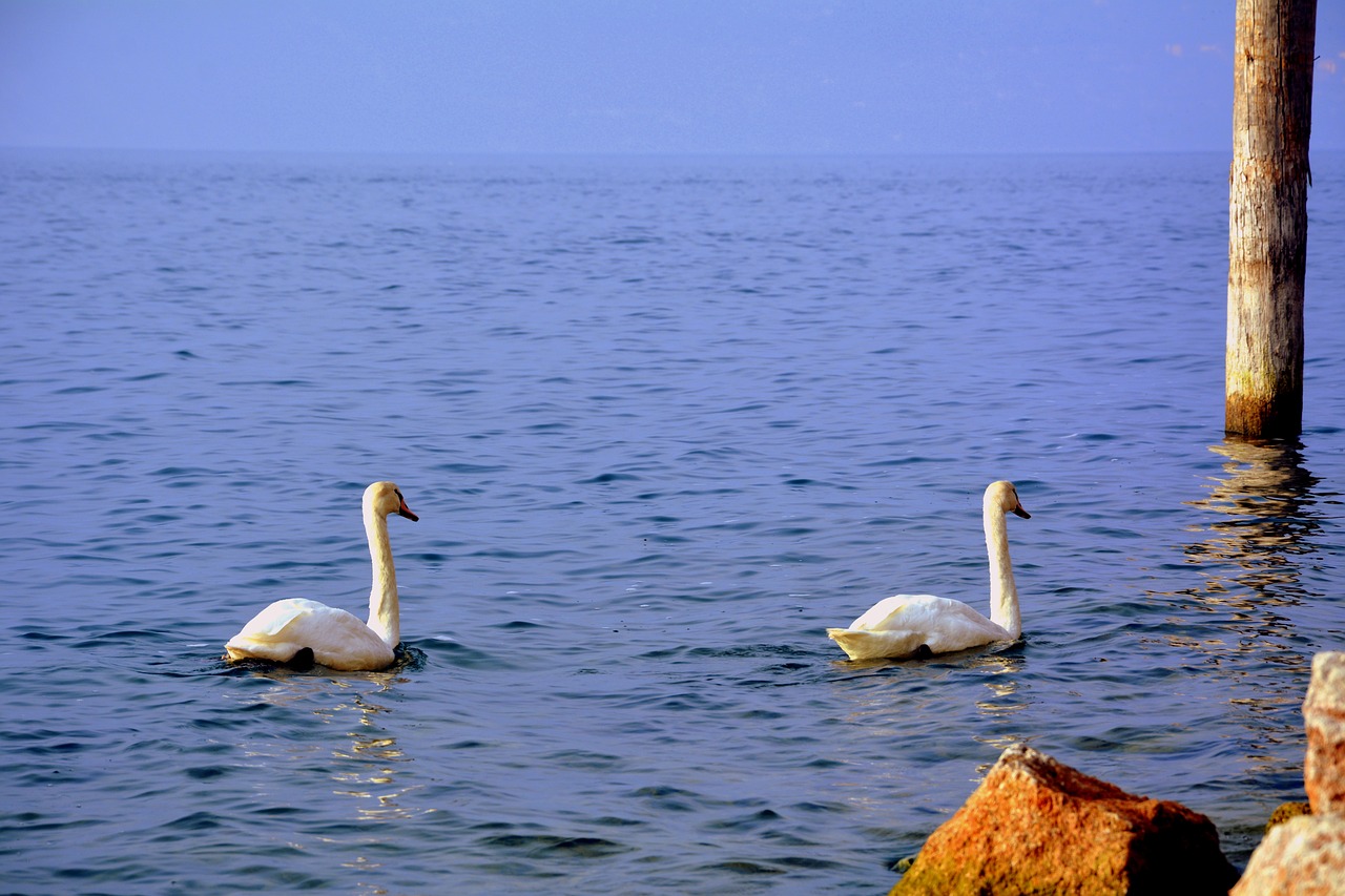 swan couple lake free photo