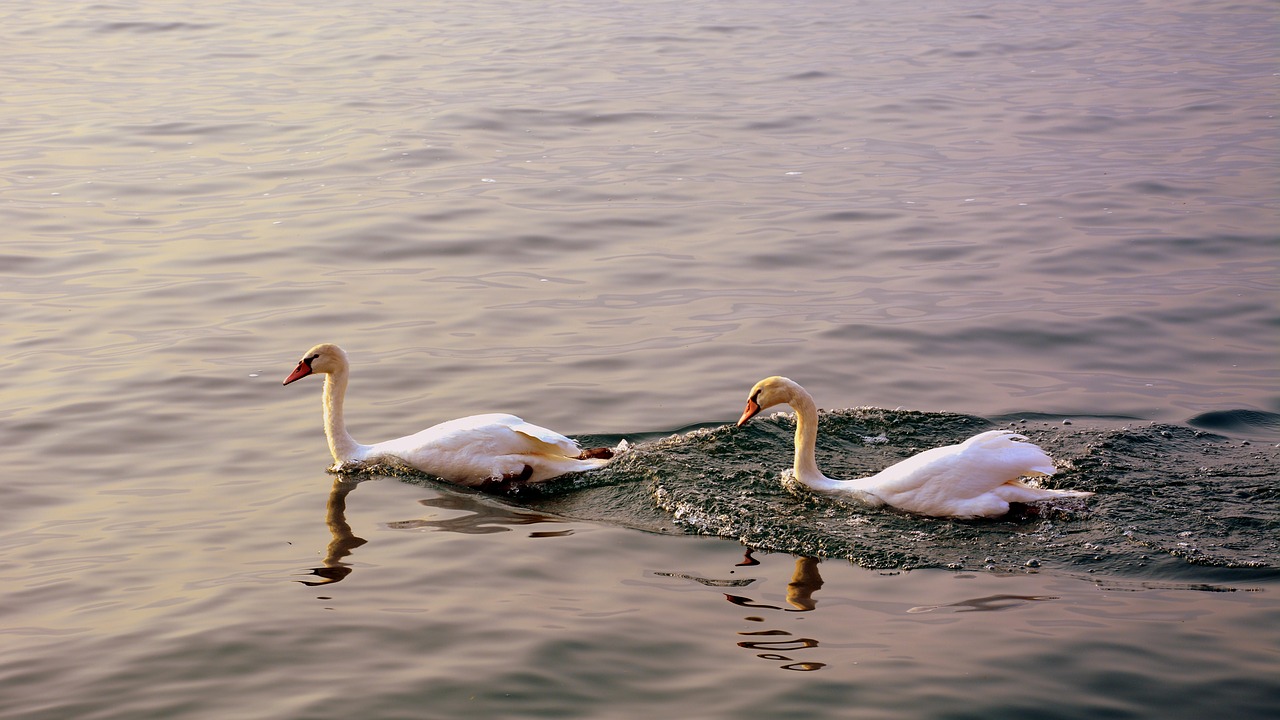 swan follow love free photo