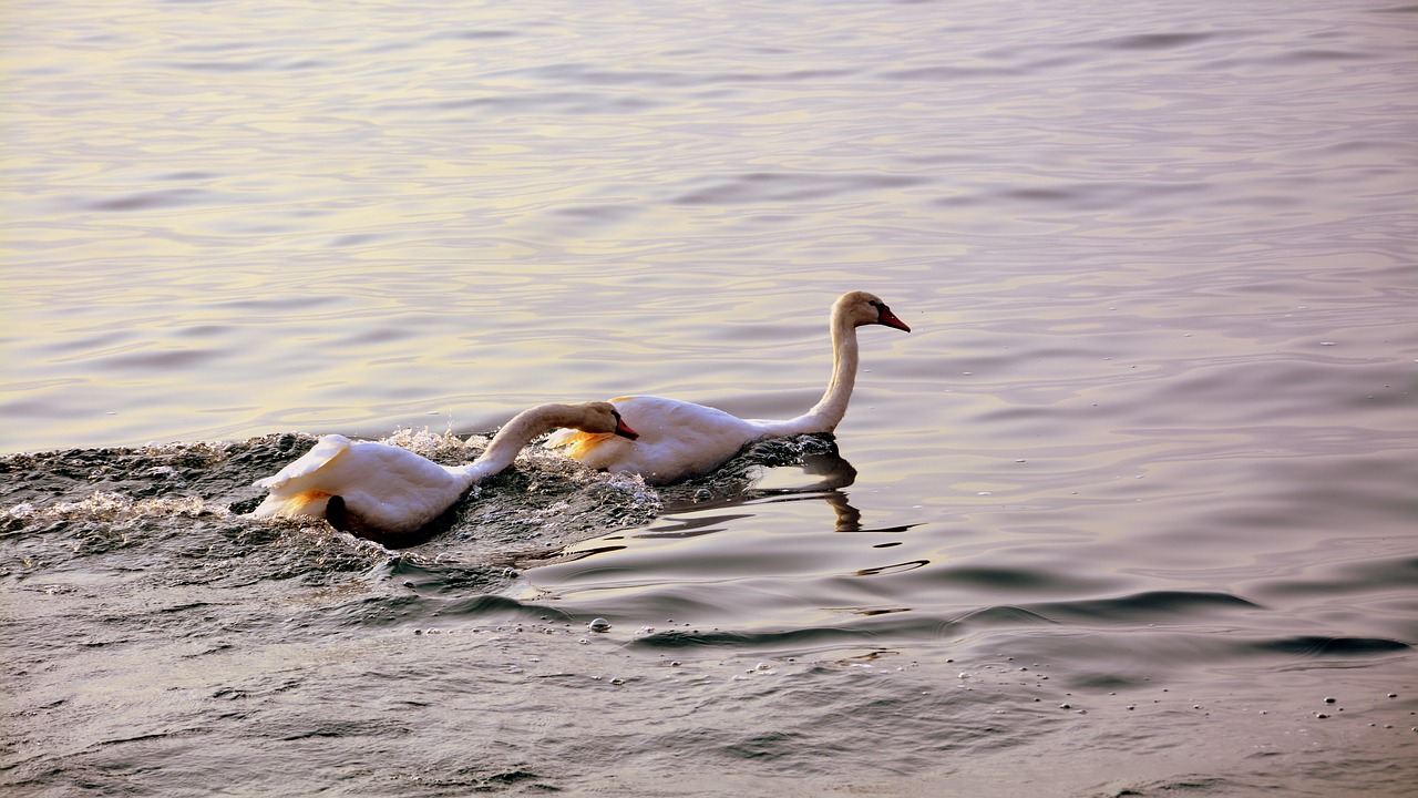 swan follow love free photo
