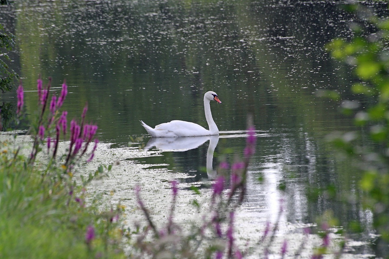 swan lake white free photo