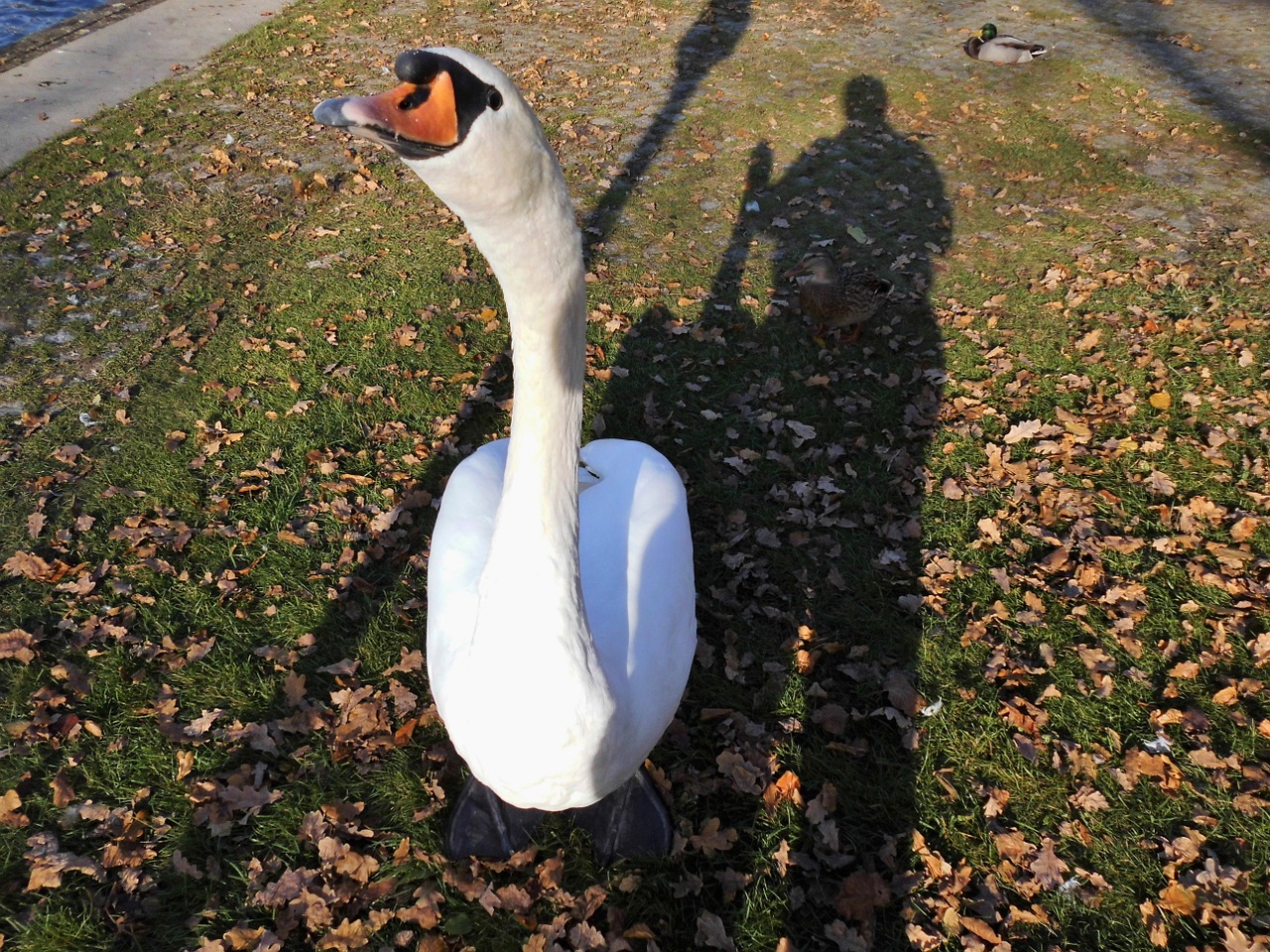 swan gooseneck water bird free photo