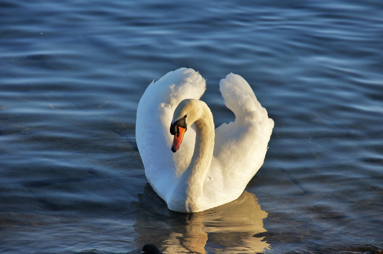 swan lake water free photo