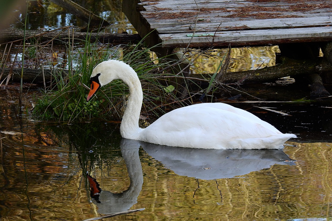 swan lake nature free photo