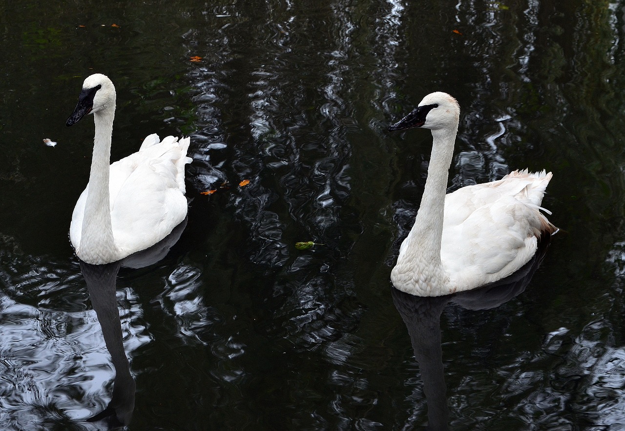 swan trumpet of the swan water bird free photo