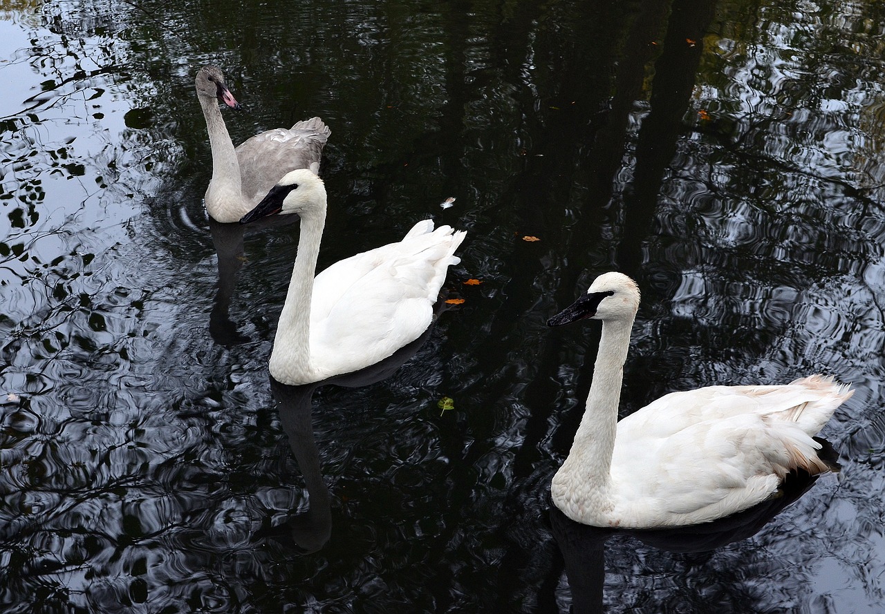 swan trumpet of the swan water bird free photo