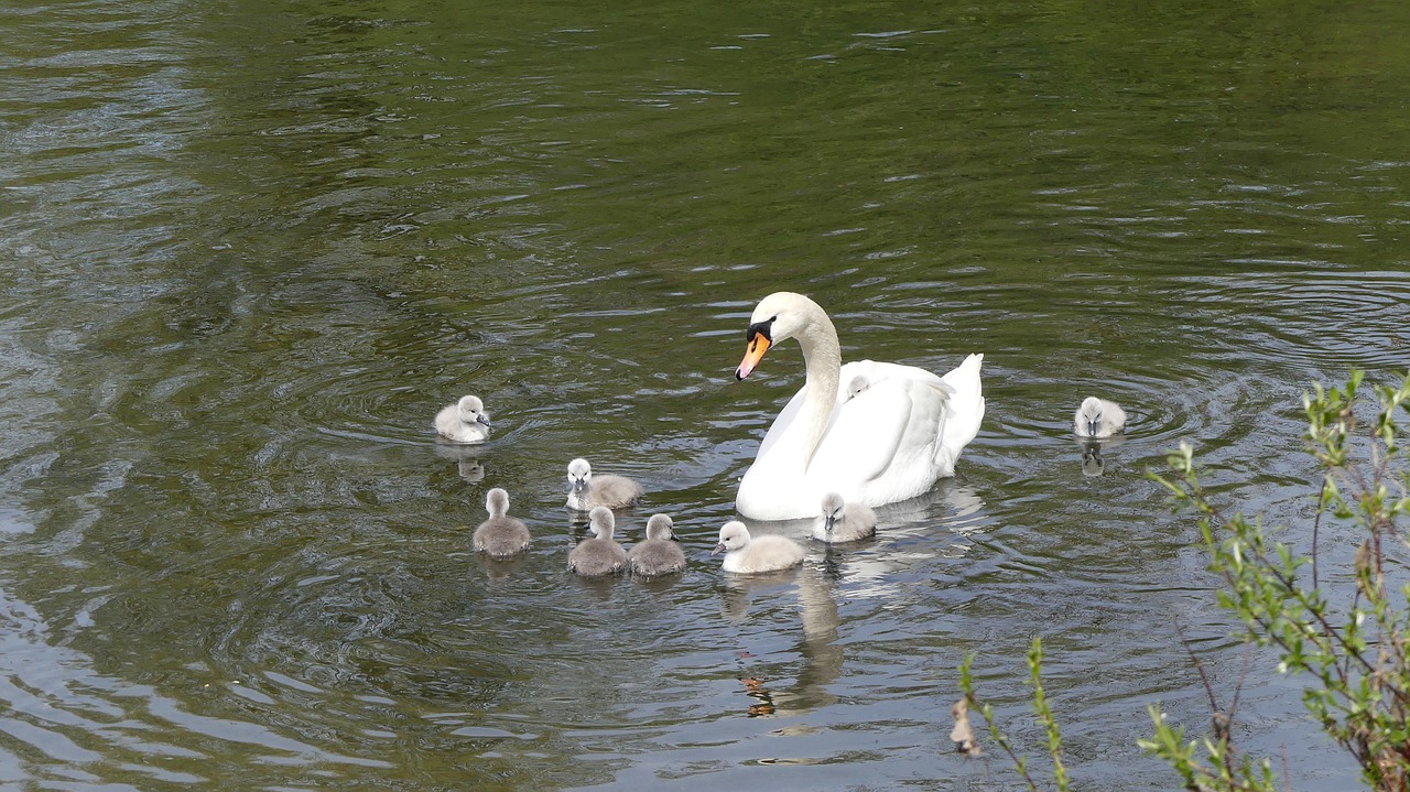 swan swan family animal children free photo