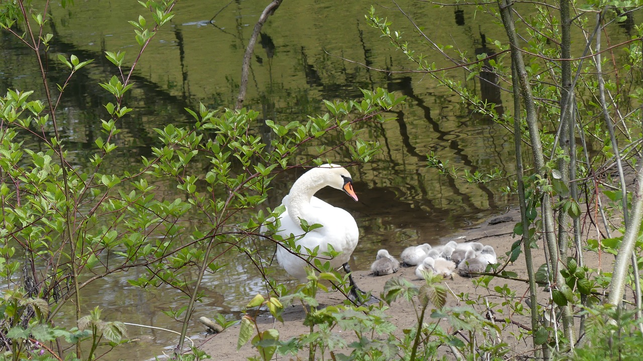 swan swan family young swans free photo