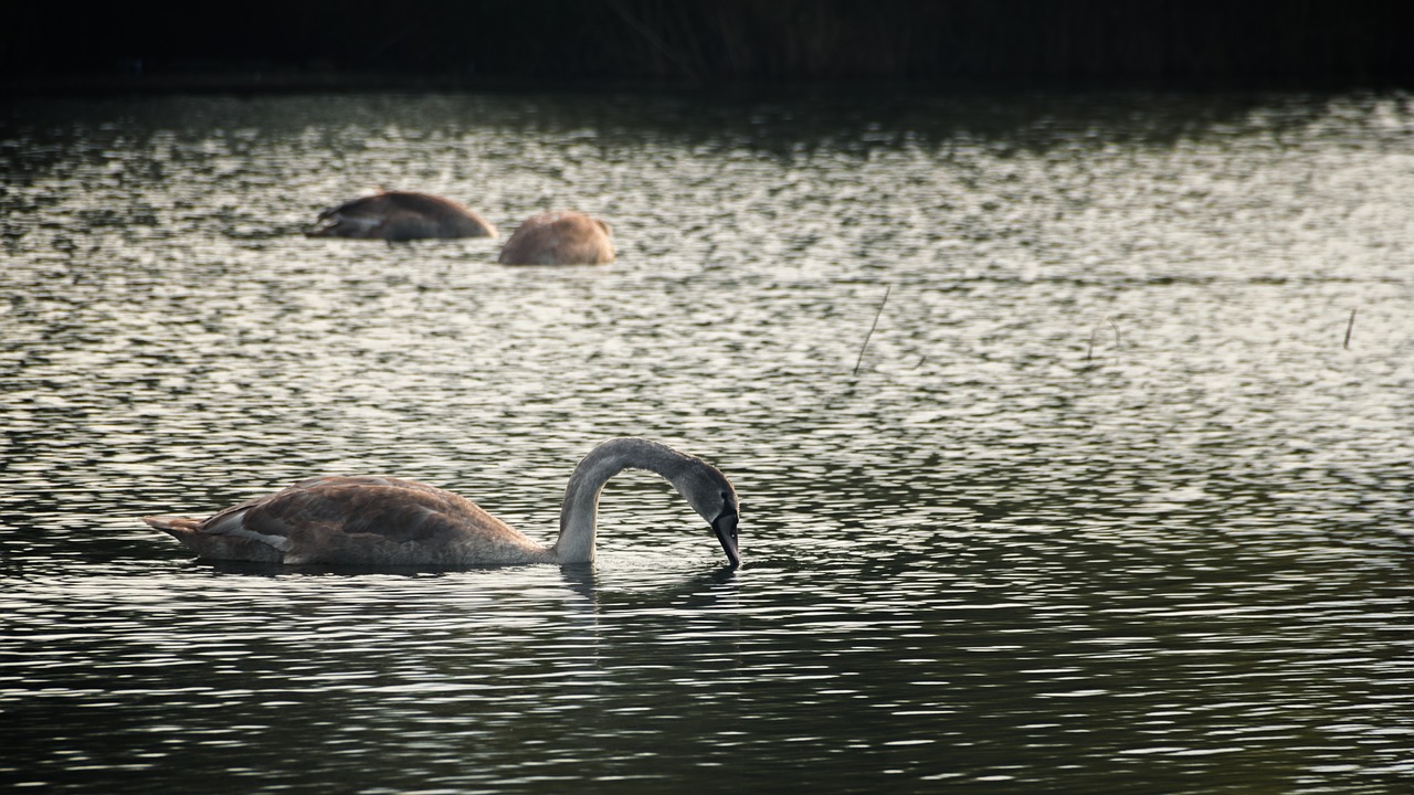 swan swans water bird free photo