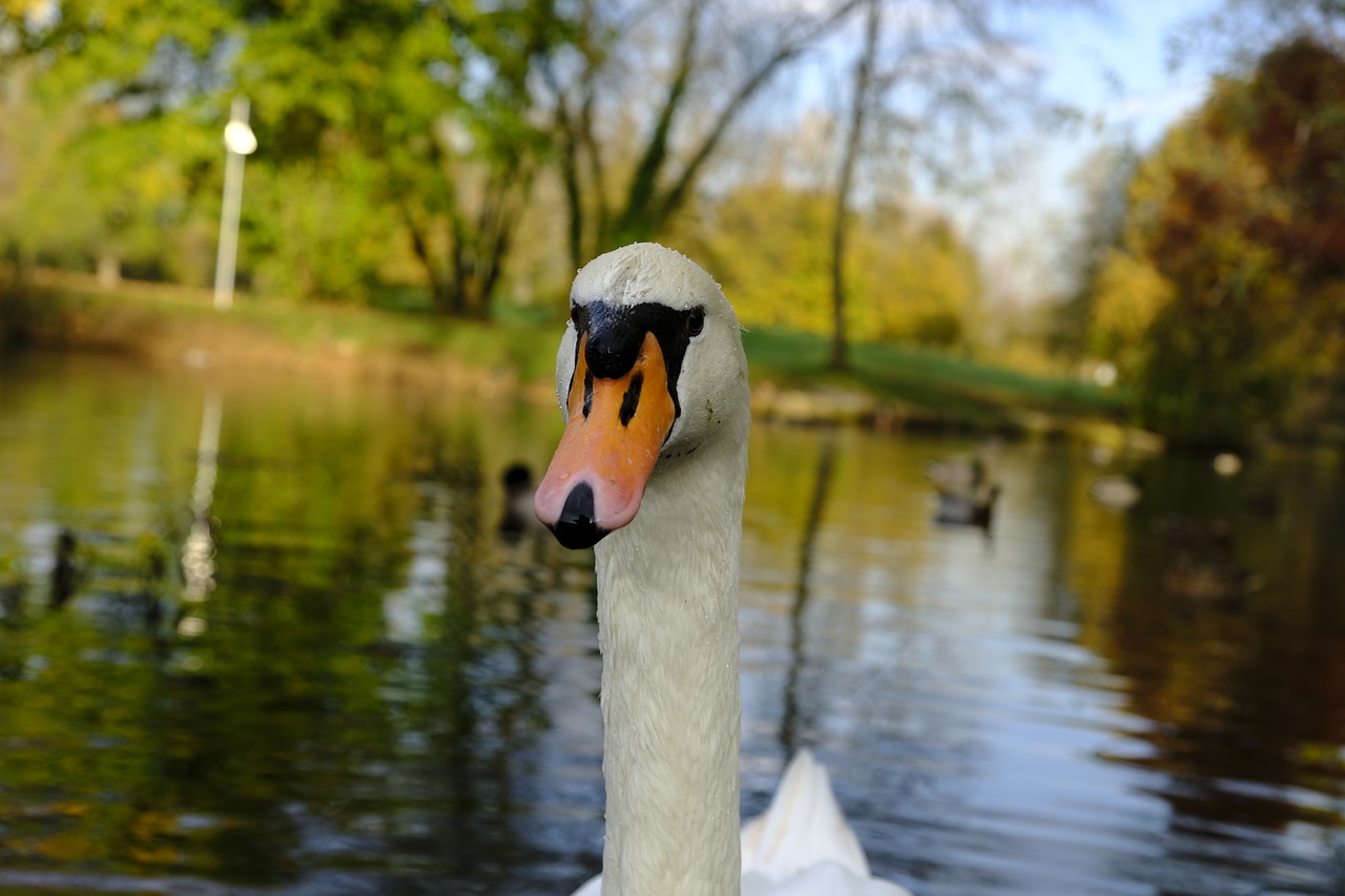 swan bird water bird free photo