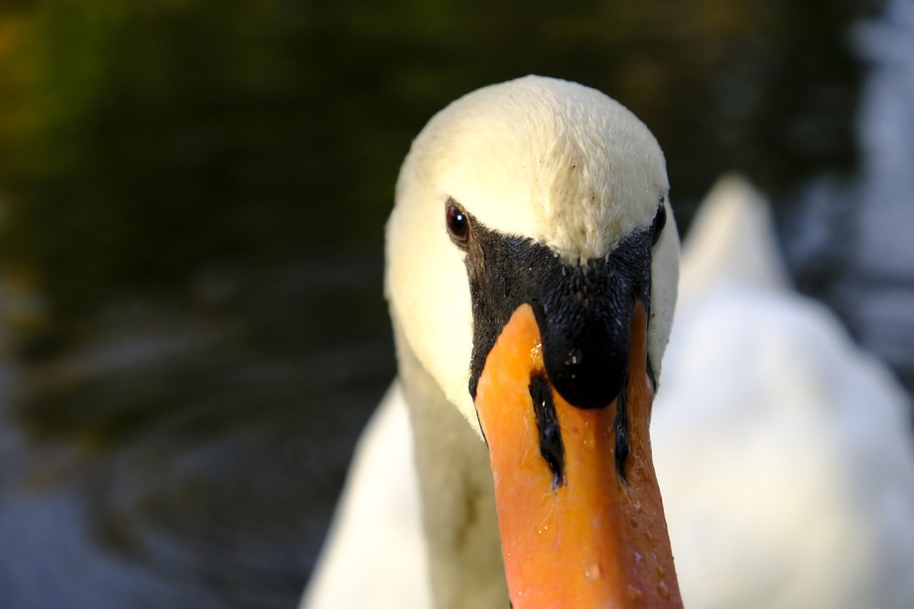 swan bird water bird free photo