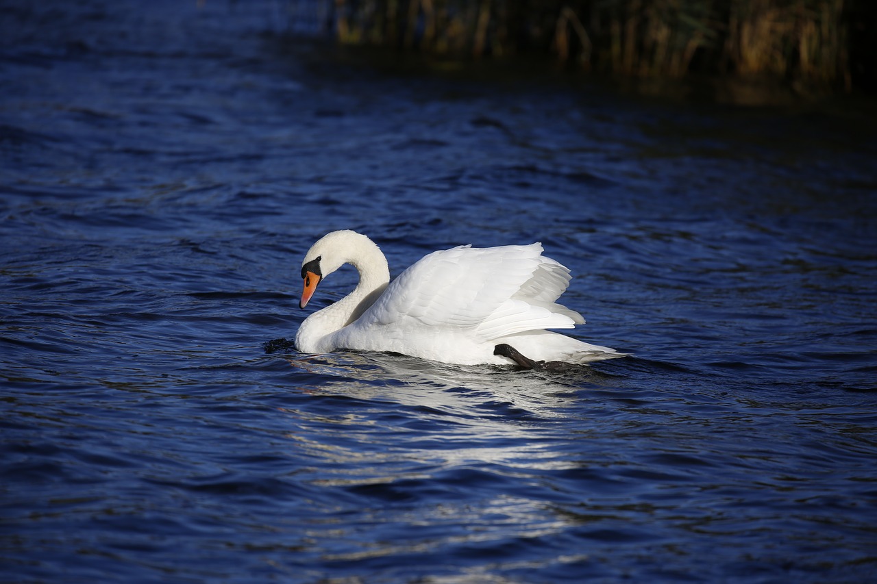 swan animal water free photo