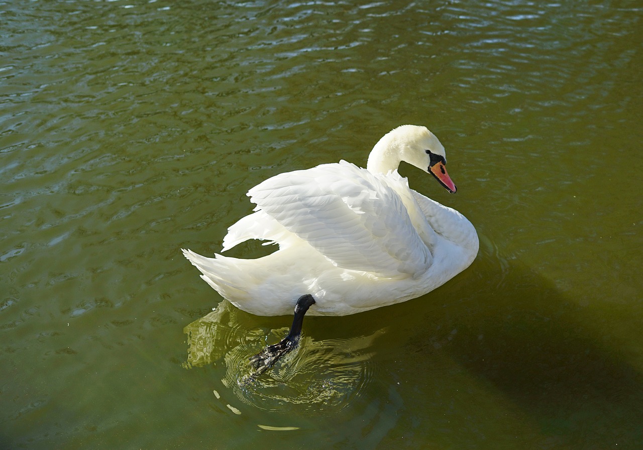 swan pond water free photo