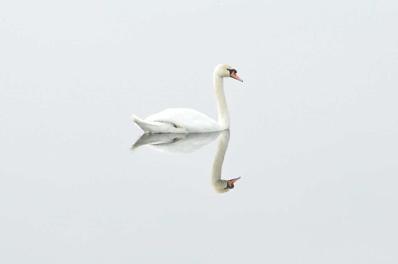 swan bird nature free photo