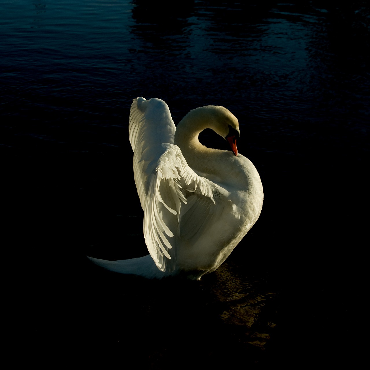 swan dawlish texture free photo