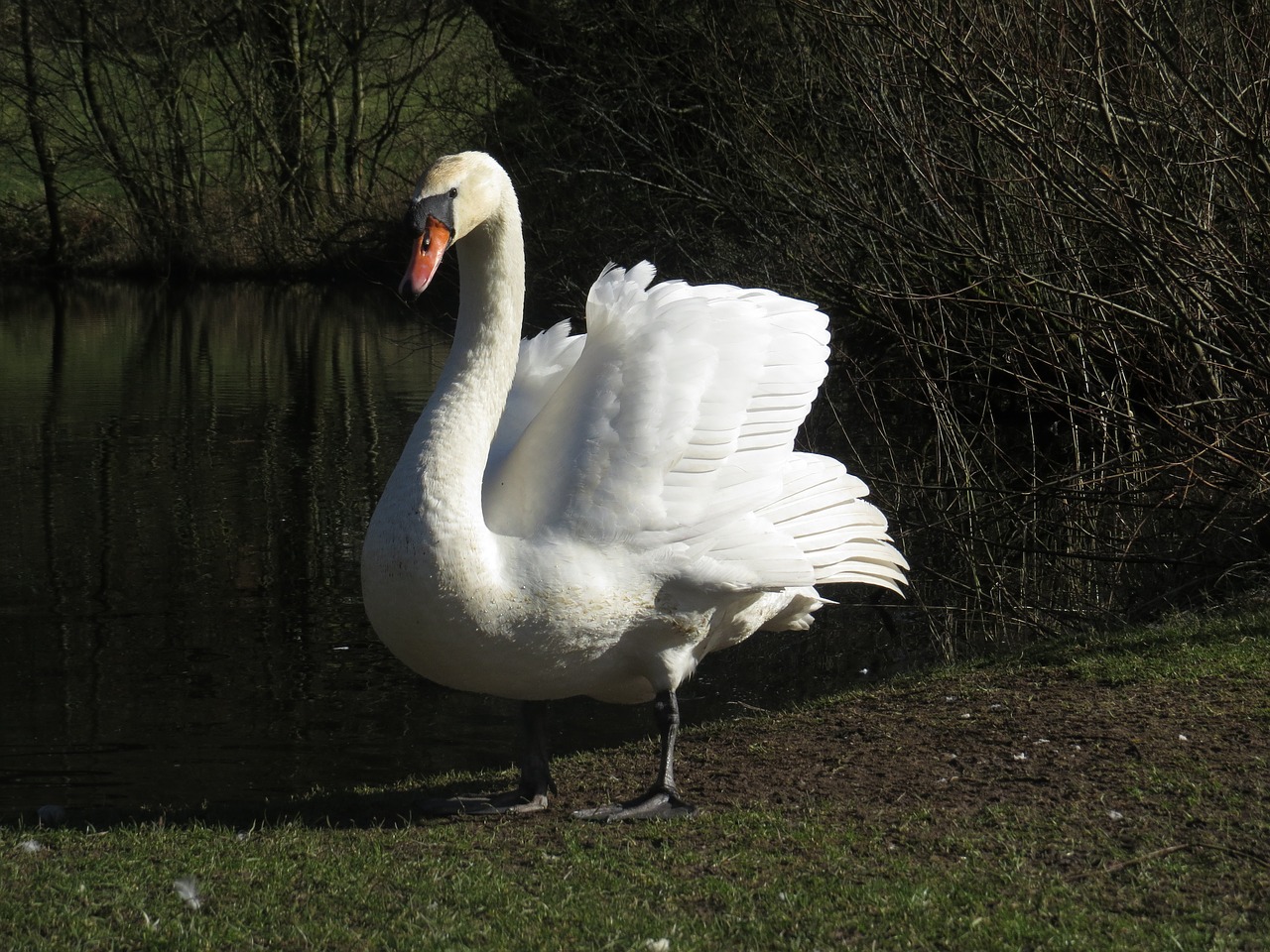 swan bird white free photo