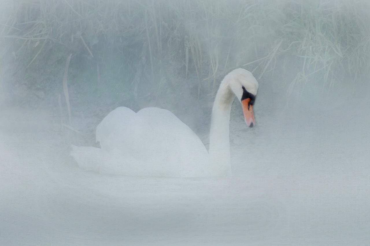 swan wareham dorset free photo