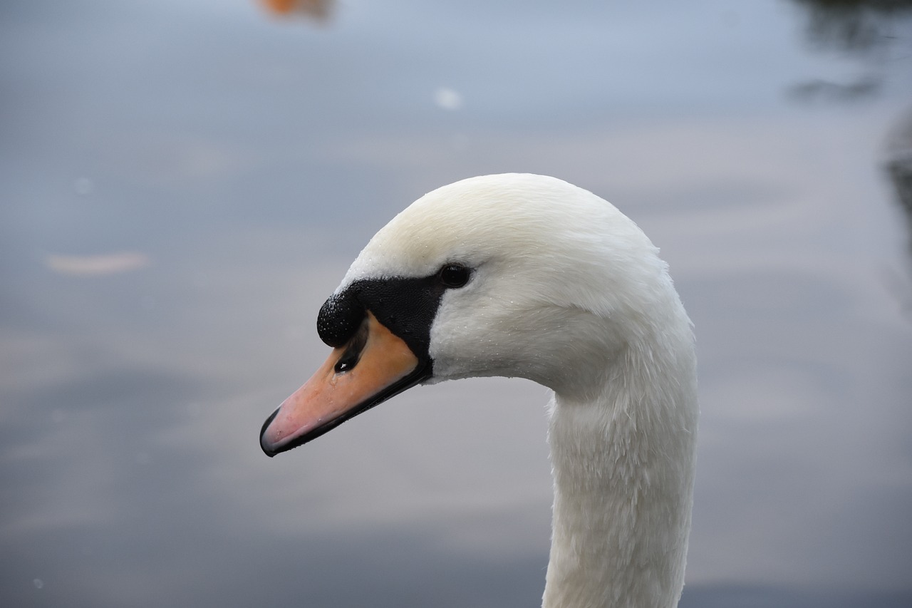 swan the white swan animal free photo