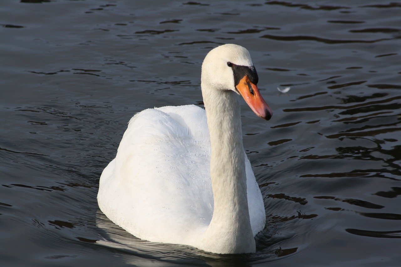 swan water bird free photo