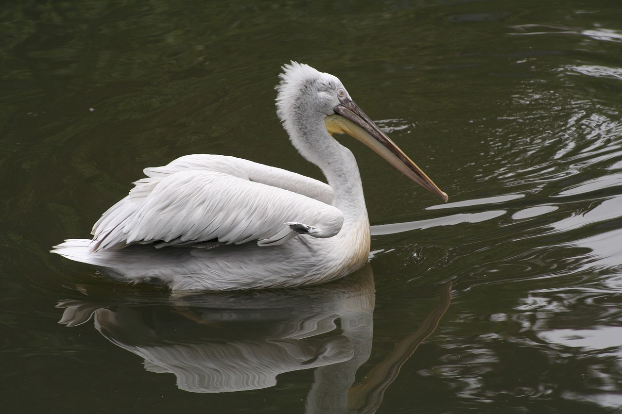 swan water swim free photo