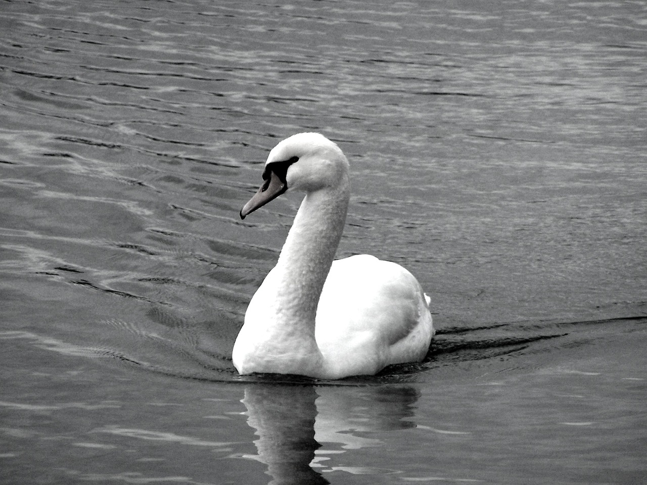 swan annecy lake free photo