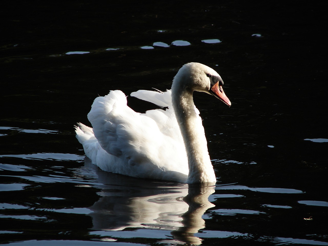 swan nature water bird free photo