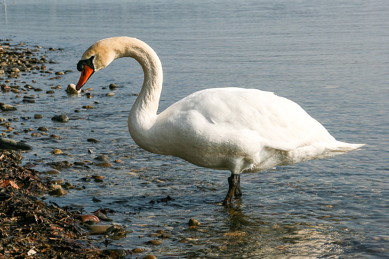 swan animal water free photo