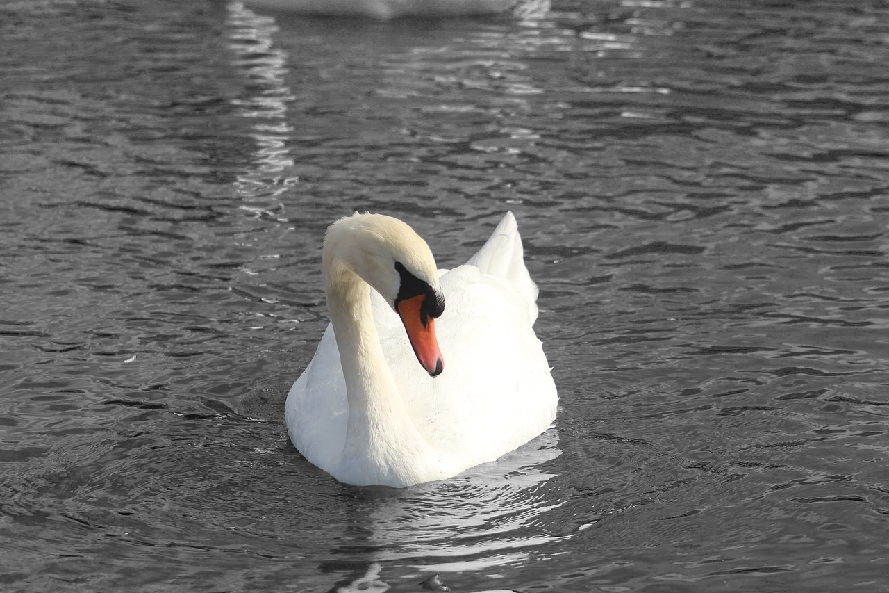 swan black white free photo