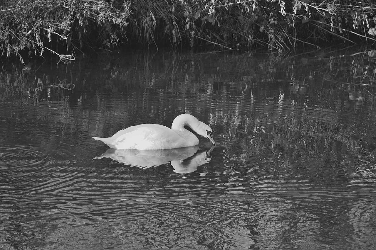 swan water bird s w free photo