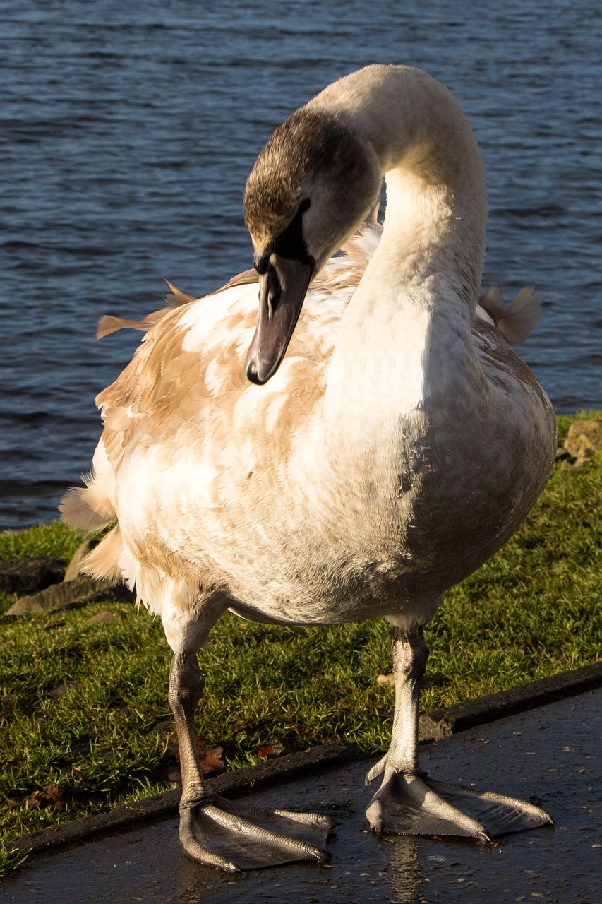 swan ugly lake free photo