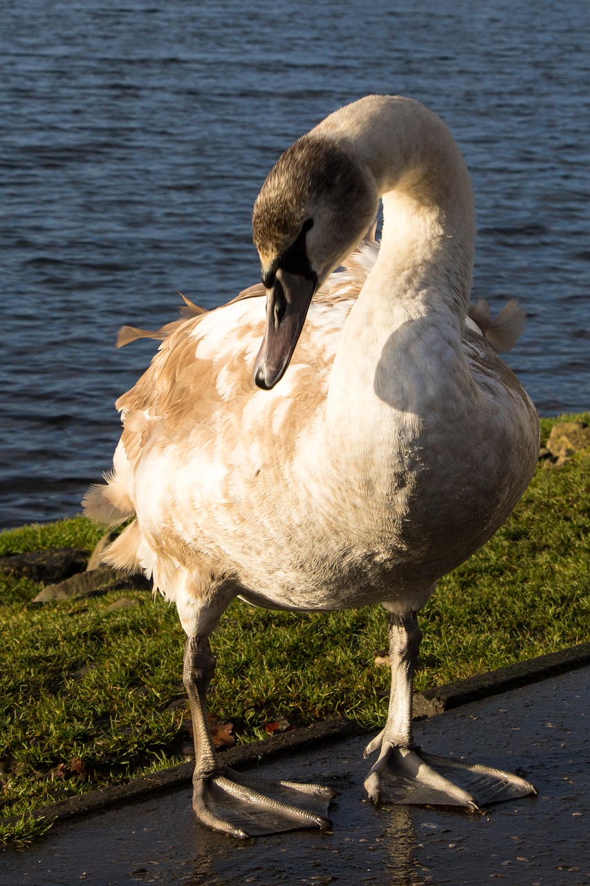 swan duck water free photo